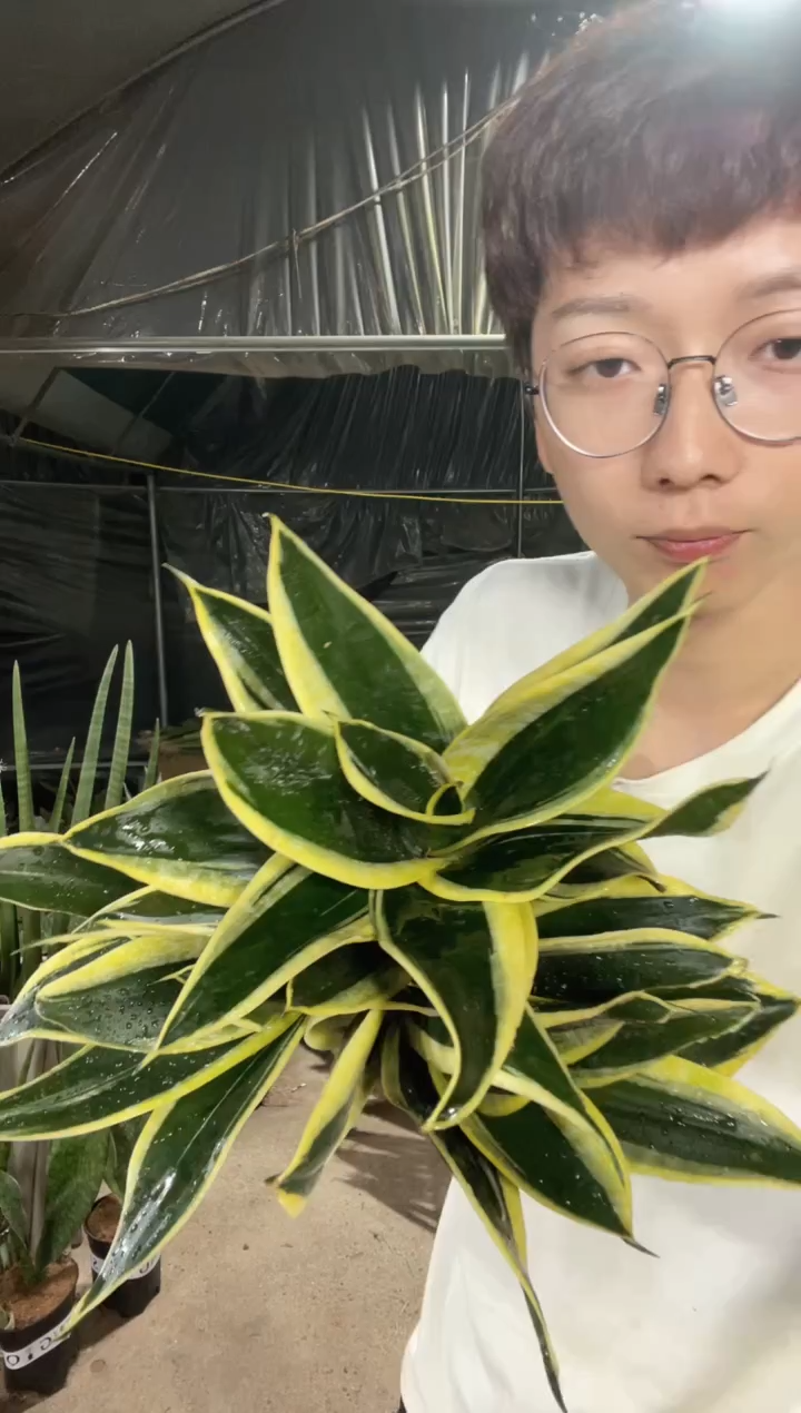 宝塔金荷花裸根3棵16.8