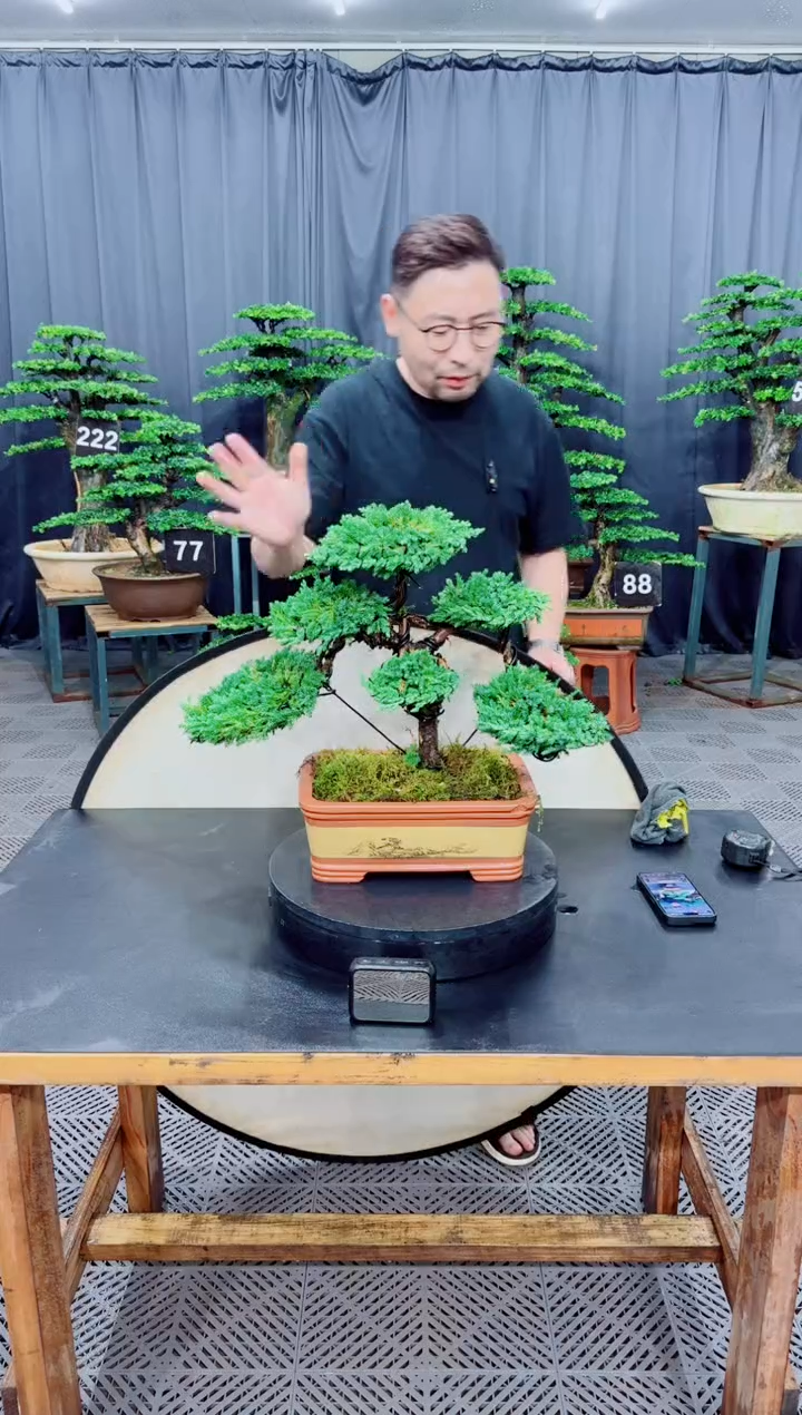 无花朵真柏盆景........