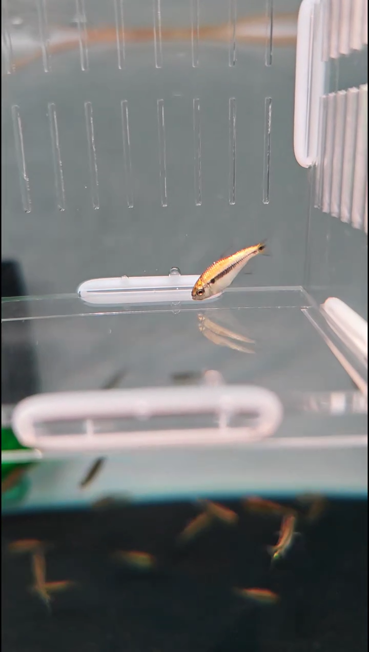 灯科鱼M****籽白金柠檬蓝帝