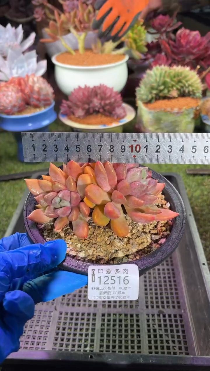 【闪购商品】12516