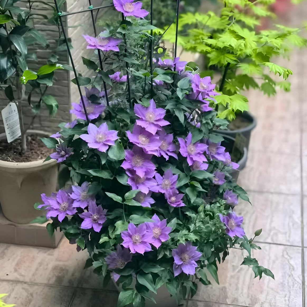 蓝坤园艺铁线莲（啤酒）大道铁带土庭院阳台花卉藤本植物