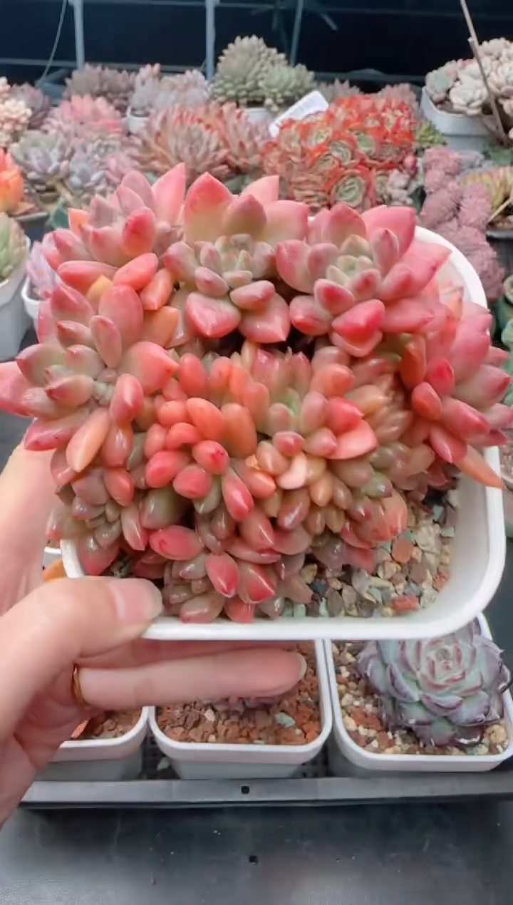 【闪购商品】5518.