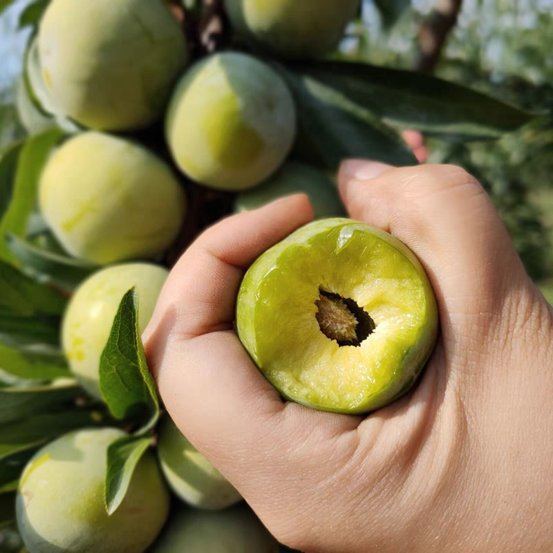 大果四川正宗青脆脱骨李脆甜多汁新鲜孕妇水果极兔快递多仓发货