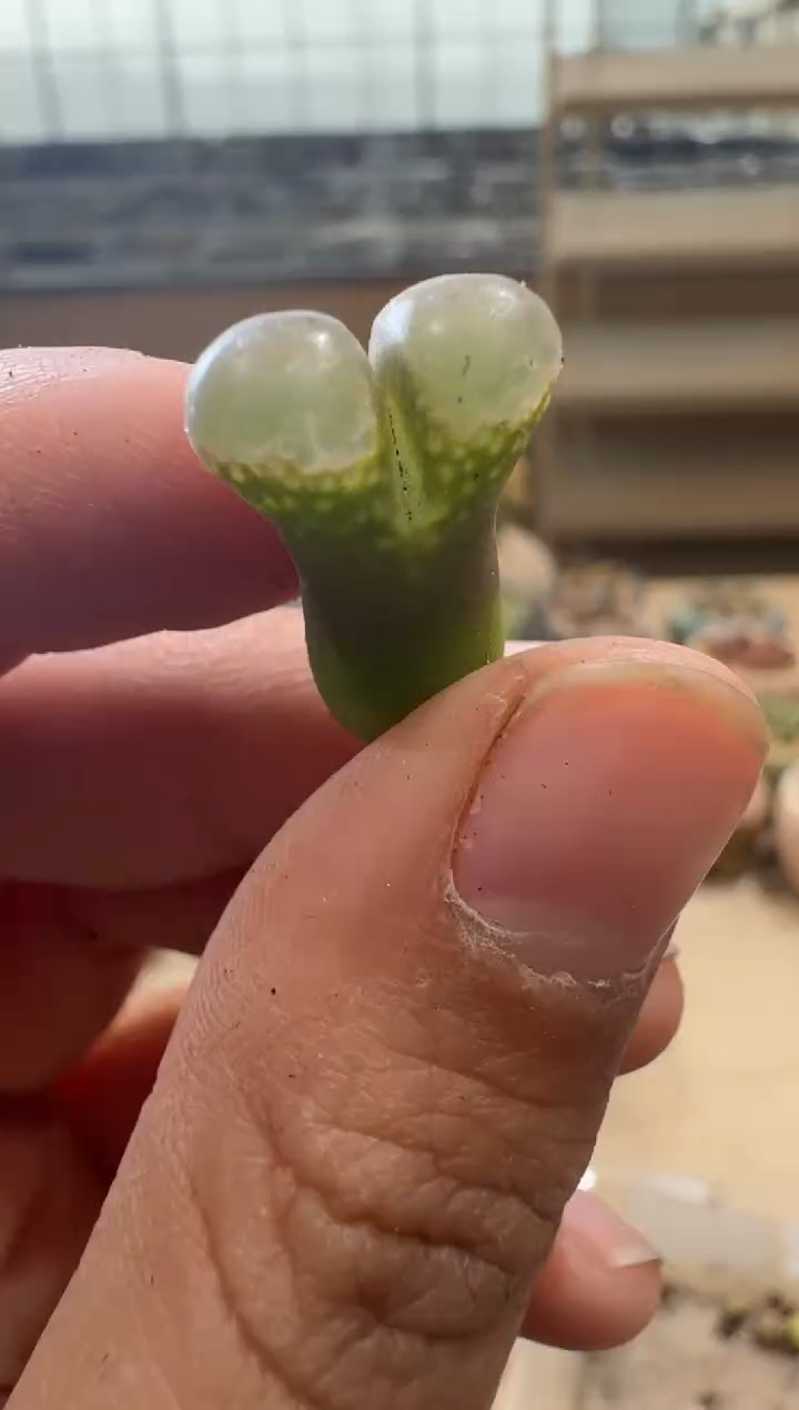8-176多肉植物肉锥