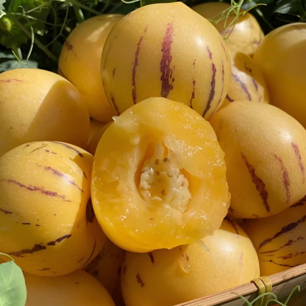 【顺丰】云南石林树熟人参果超大果净3斤左右 江浙沪皖