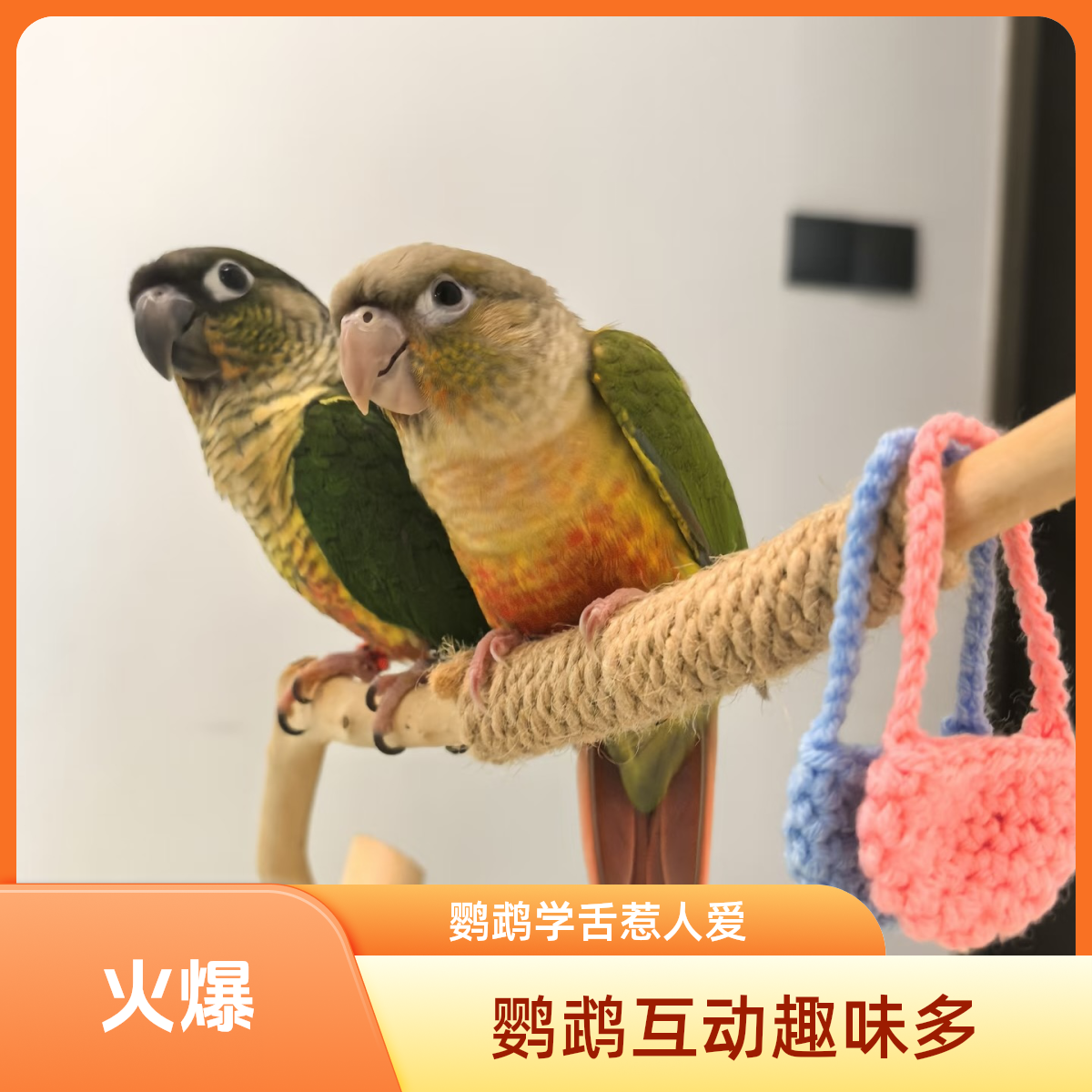 亲人粘人可放飞可学舌幼鸟雏鸟