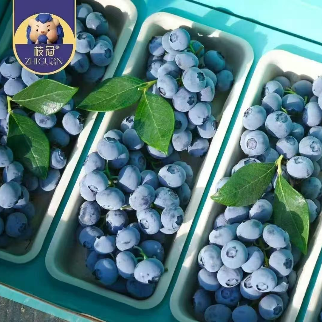 【蓝鲸小掌柜】枝冠串枝蓝莓一份2/4盒250g/盒（酸甜口感）