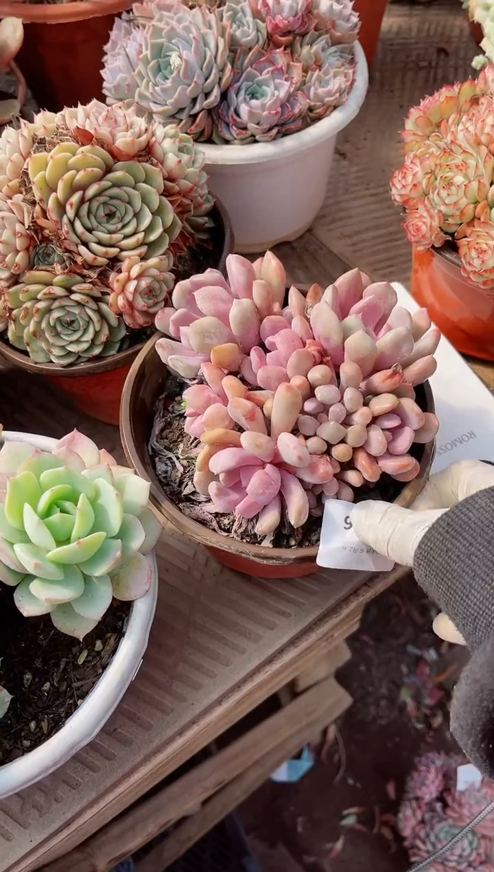 【闪购商品】06366