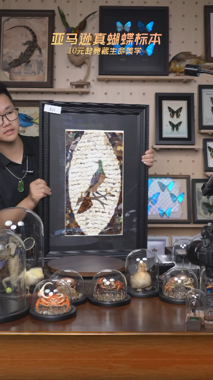 蝴蝶翅膀蝶翅画拍卖k31