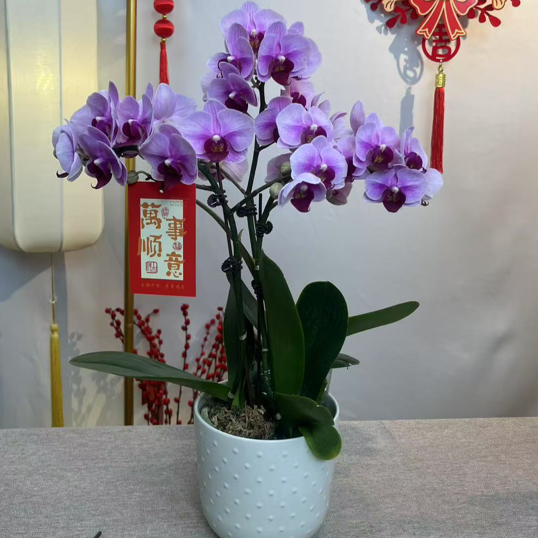 A10【宝贝】蝴蝶兰年宵花