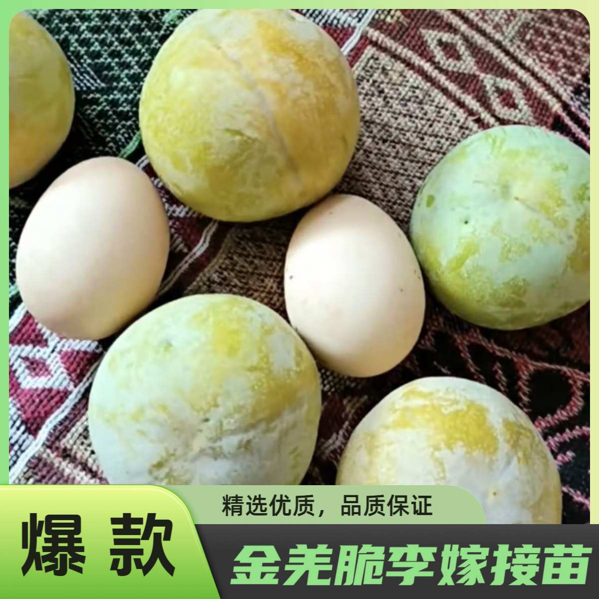 8月成熟 金羌脆李树苗 羌脆大李，李子苗 果树苗 裸根苗