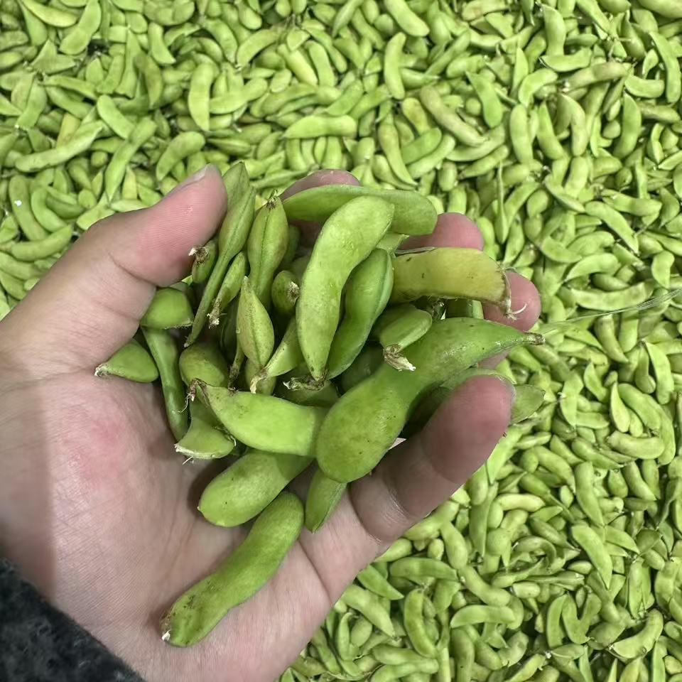 毛豆约500g毛豆同城送毛豆同城配