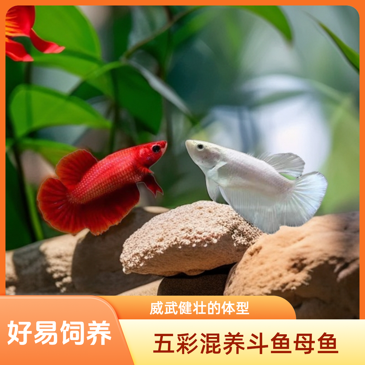 泰斗a601号~a700号五彩小型热带观赏鱼混养斗鱼繁殖母鱼直播间选