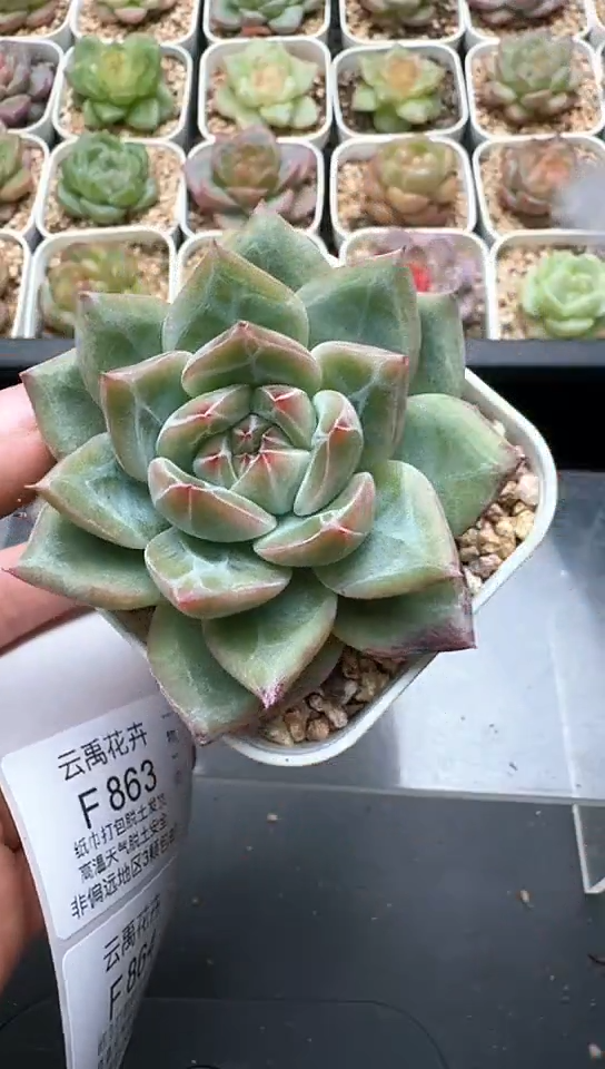 862F云禹多肉植物 默认脱土纸巾打包 3颗包邮