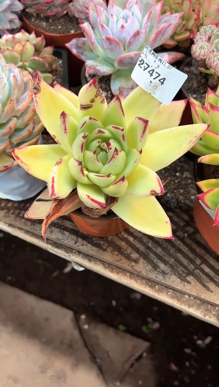 晨*多肉植物一物一拍27474