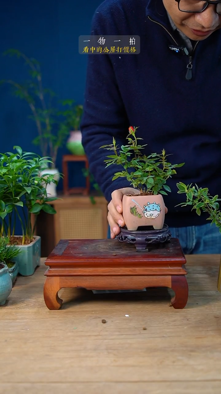 完全开放小*月季202