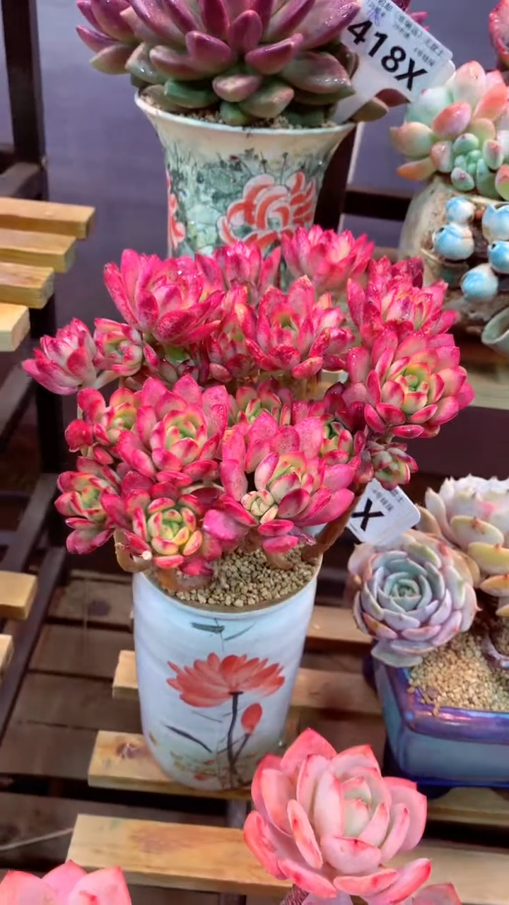 411X（一物一拍，精品多肉，w所见即所得 ）