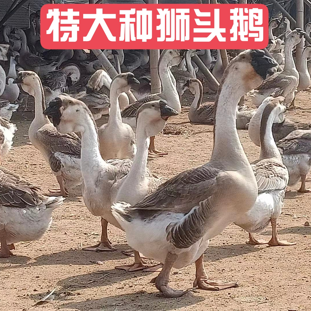 呆萌宠物纯种特大种活体包邮包活到家【狮头鹅】