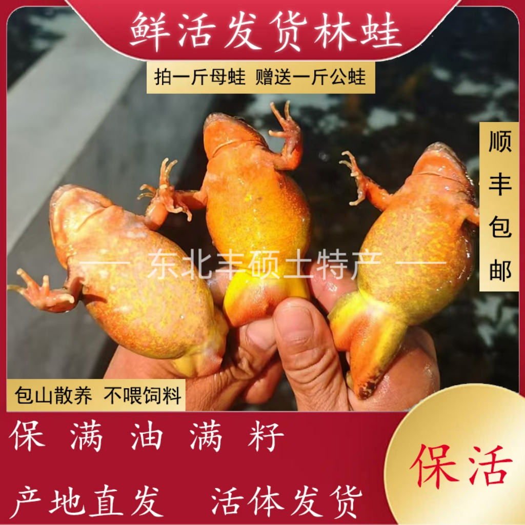 东北特产林蛙母豹子满籽母蛙个保个满油满籽顺丰包邮发货