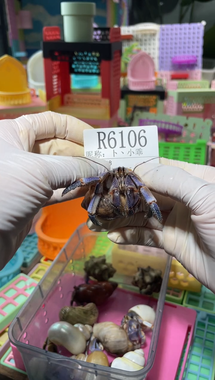 卜**乖陌派有钳寄居蟹6106
