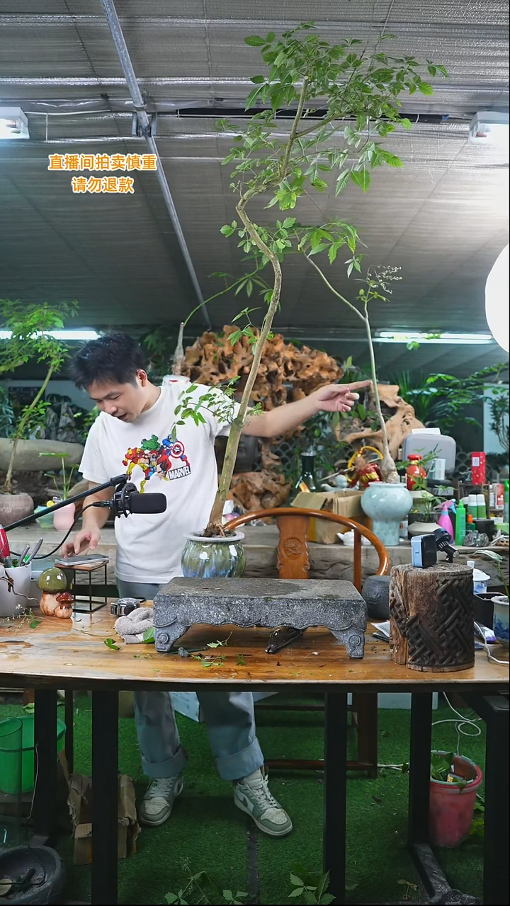 当前无花栽培后可以开花黄荆352+