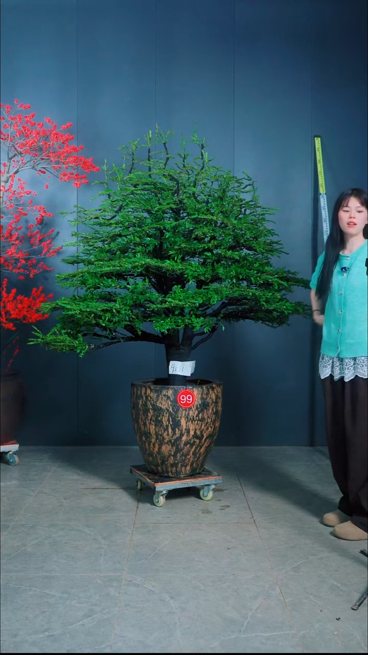 无花朵帝**想广东小叶紫檀.99号