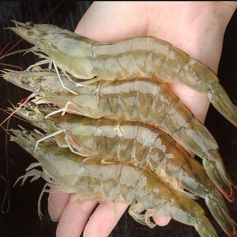 3斤海洋大虾约15-18cm/只  广东海虾鲜活速冻非活发