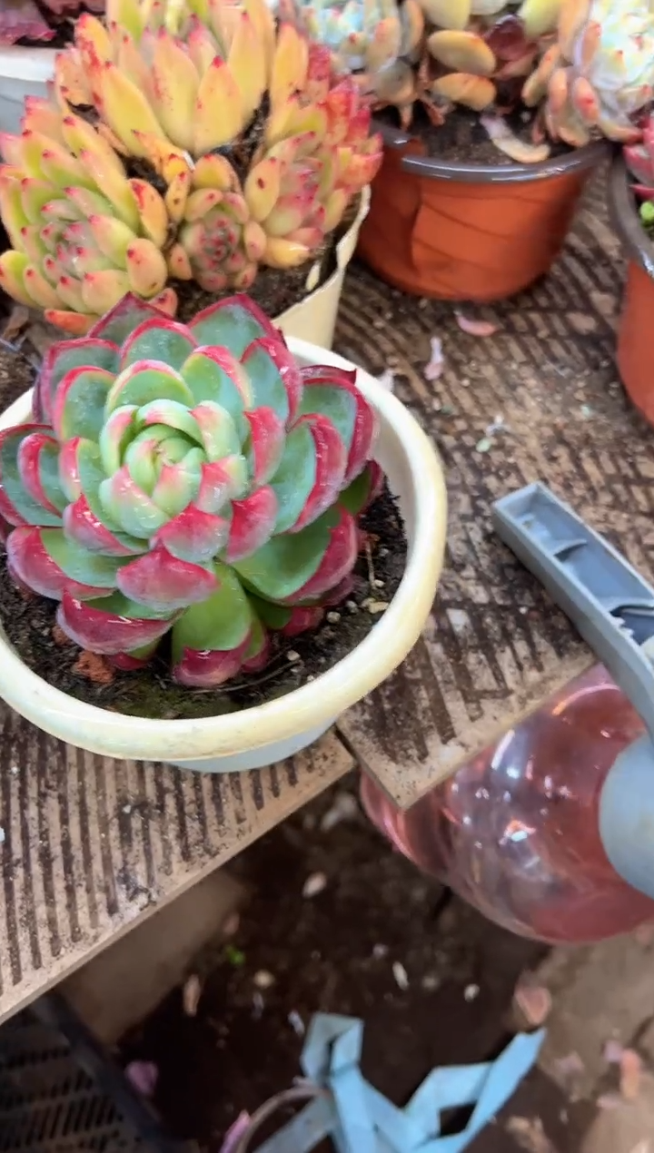 夕*阳多肉植物一物一拍07382