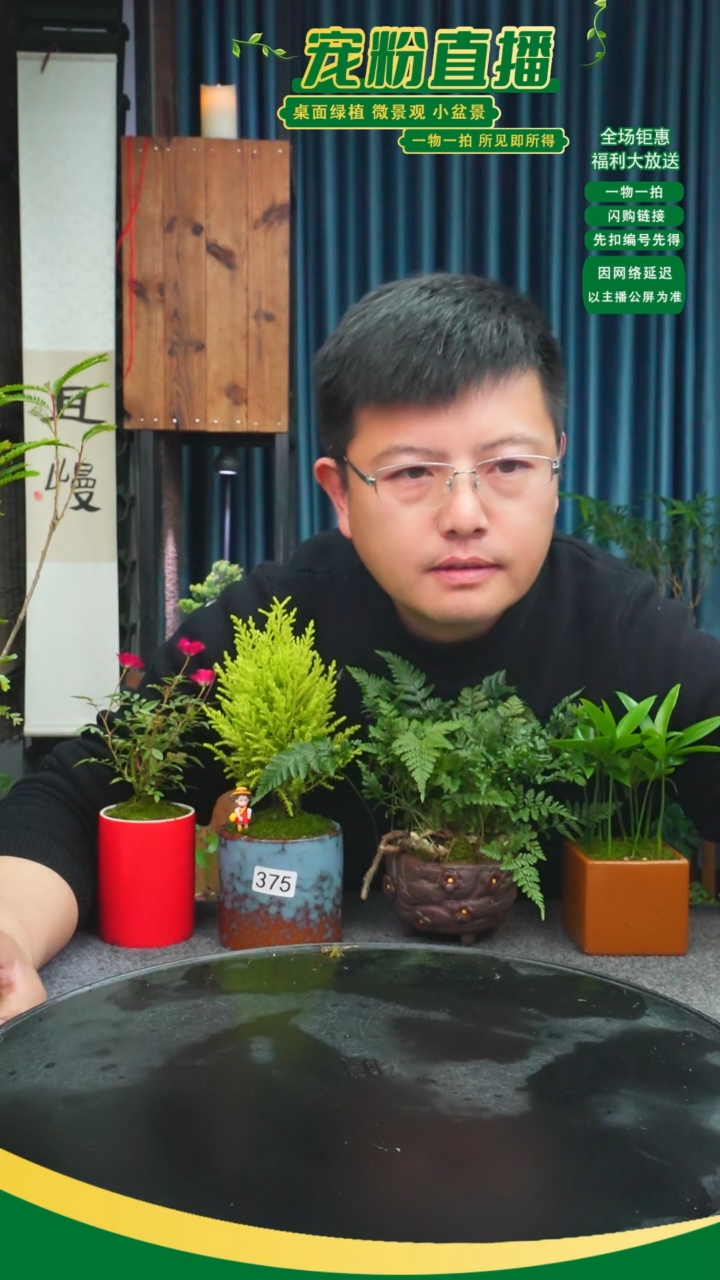 无花朵雪*苔藓微景观375号