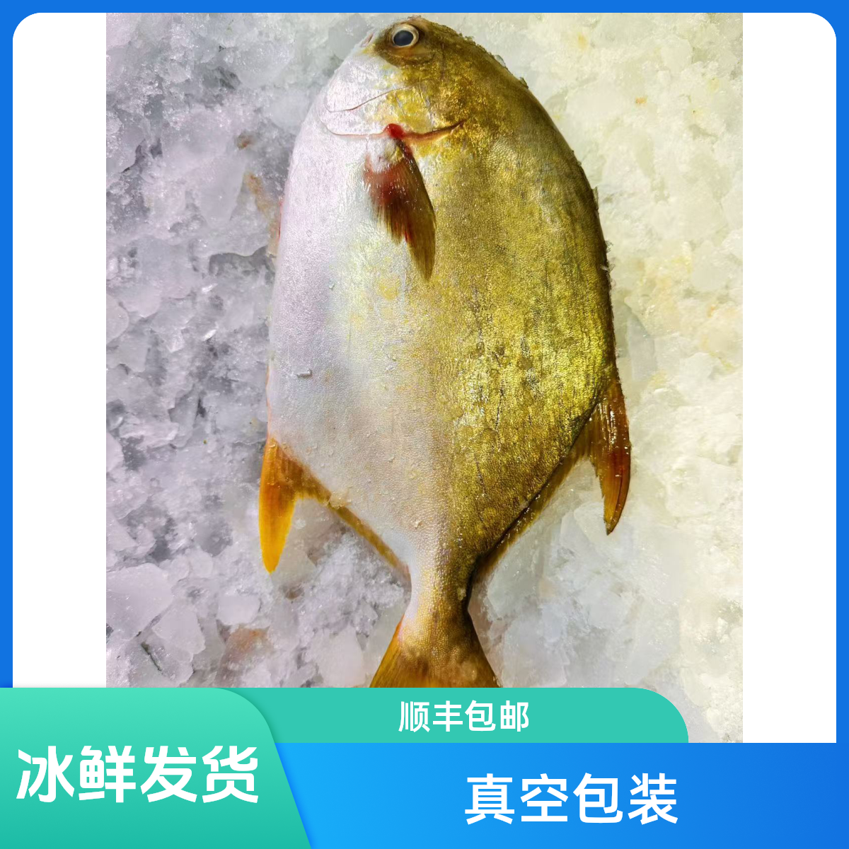 冰鲜金鲳鱼（塑封包装）