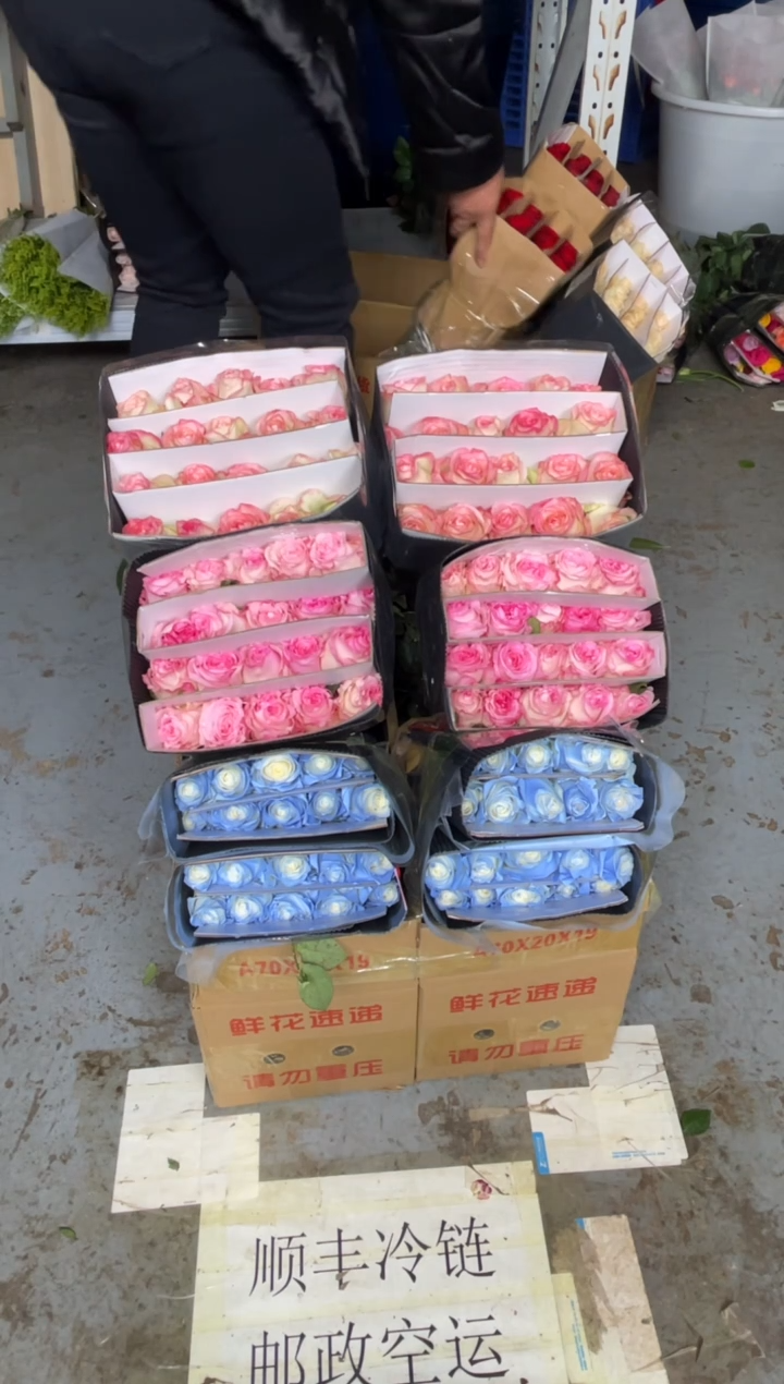 艾沙20枝+洛神20枝+碎冰蓝20枝