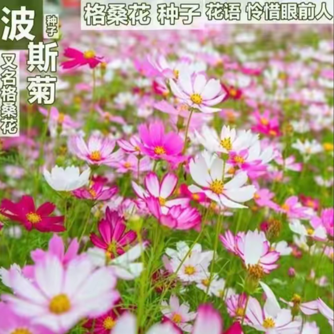 格桑花种子七彩波斯菊四季开花庭院图片易种易活花籽【拍2送1】