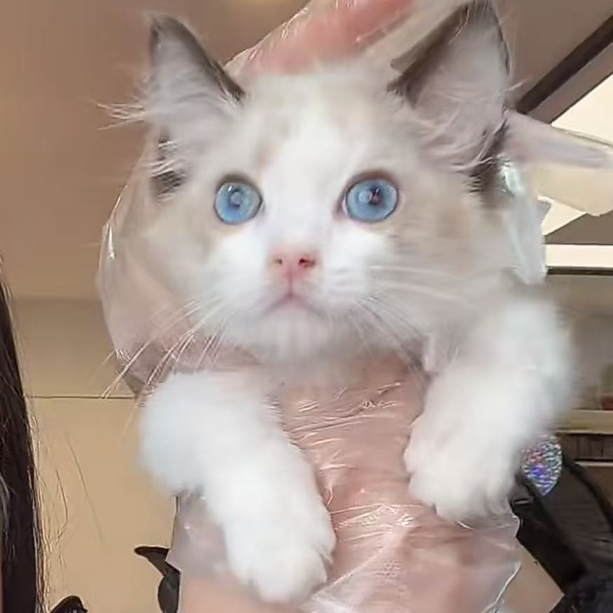 来了姊妹-海双布偶-弟弟-30