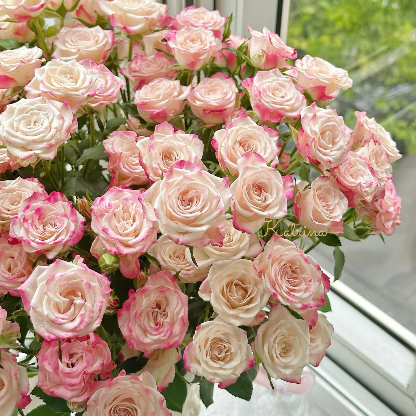 【云南基地直发】折射多头玫瑰（一单10支保底40个花苞以上）