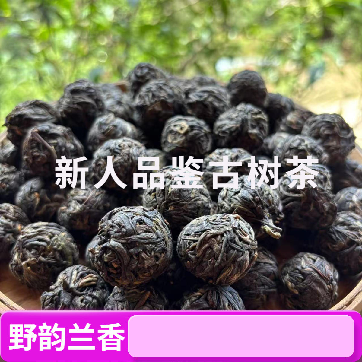  新人品鉴老杨自家茶园2024年春白莺山野韵兰香龙珠  ( 普洱生茶）