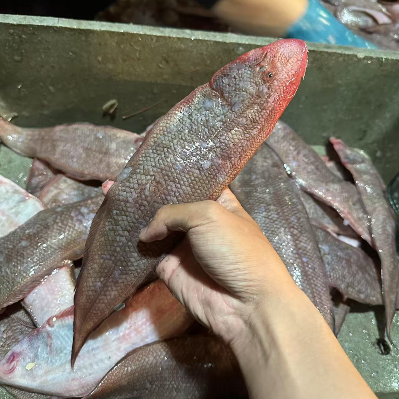  纯野生红禅龙利鱼 海门特产 本港海鲜 坏单包赔 顺丰冷链包邮