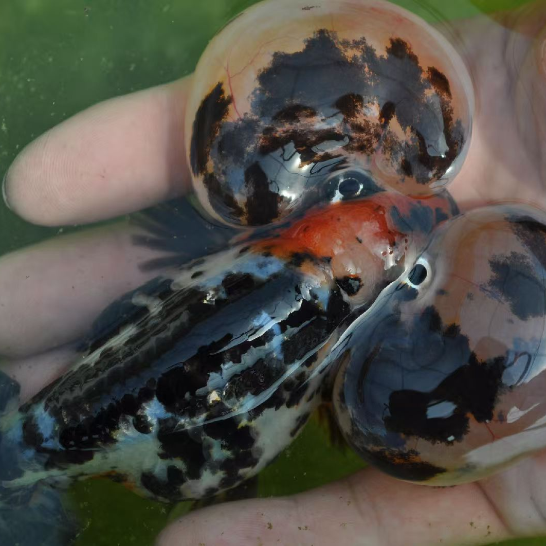 直播选鱼水泡金鱼活体冷水观赏鱼