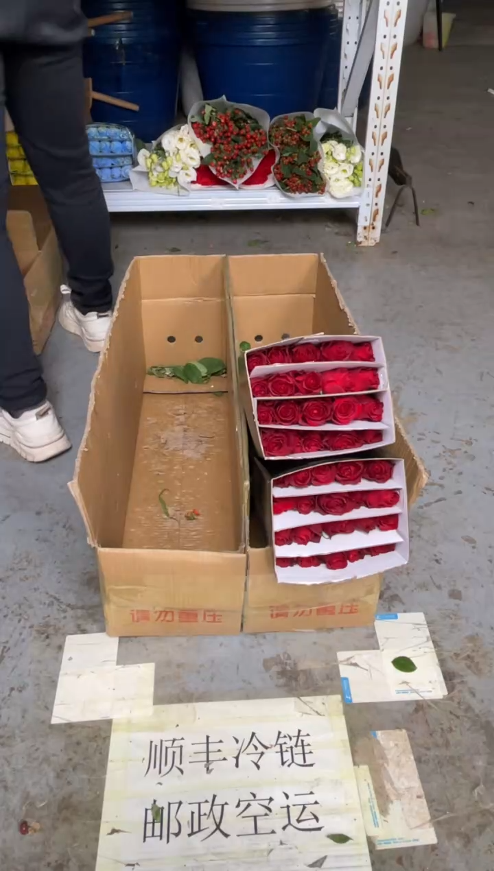 高原红3扎            