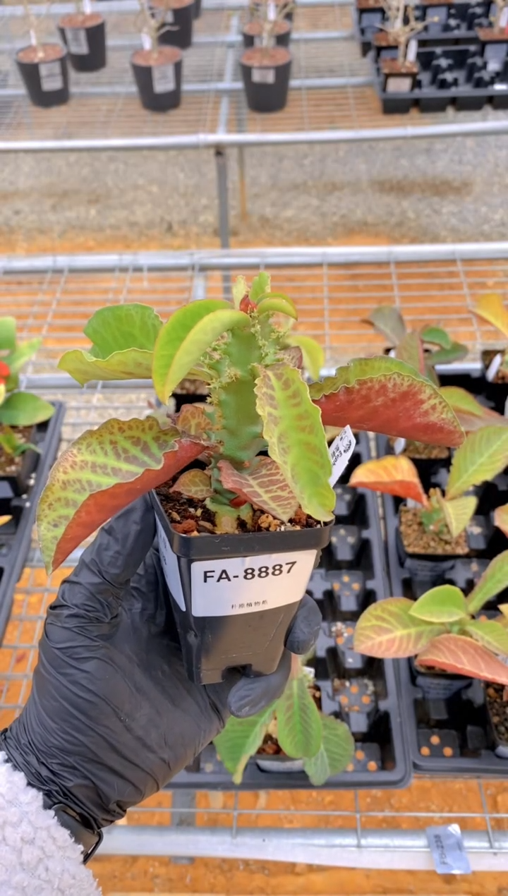 【闪购商品】华艳大戟FA-8887