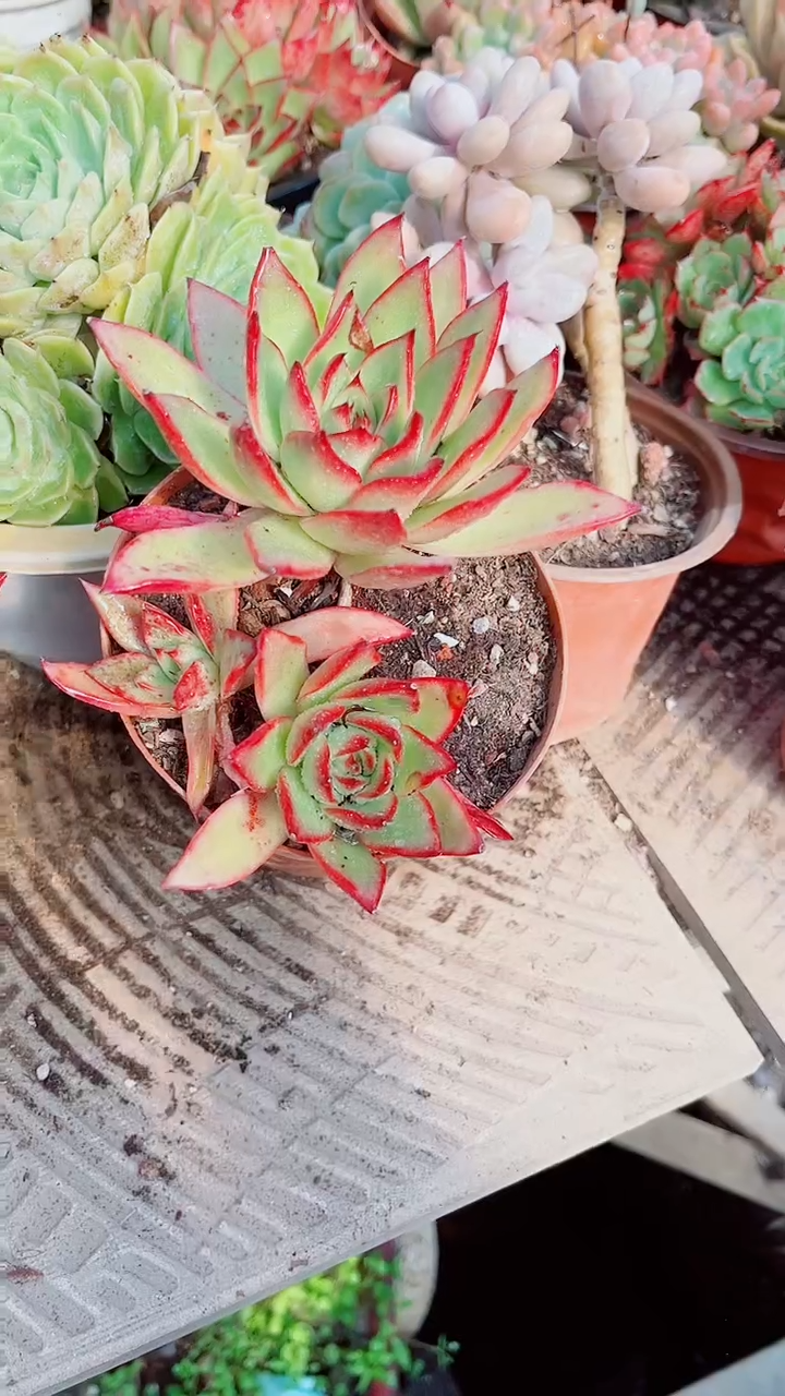 默*跃跃多肉植物12079