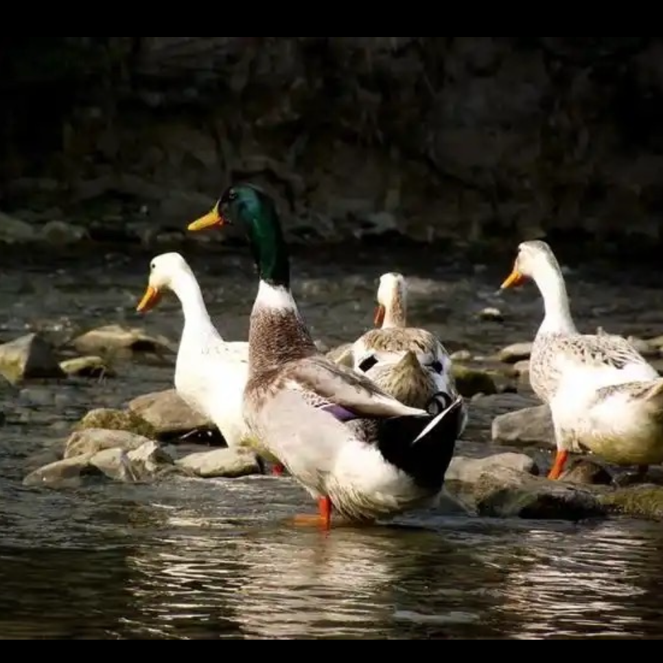 广西农家山塘水库散养土鸭 五谷杂粮喂养 （顺丰包邮）