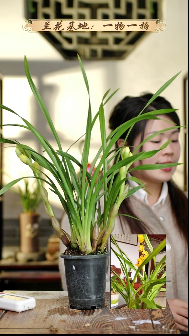 完全开放如意荷苗3花苞