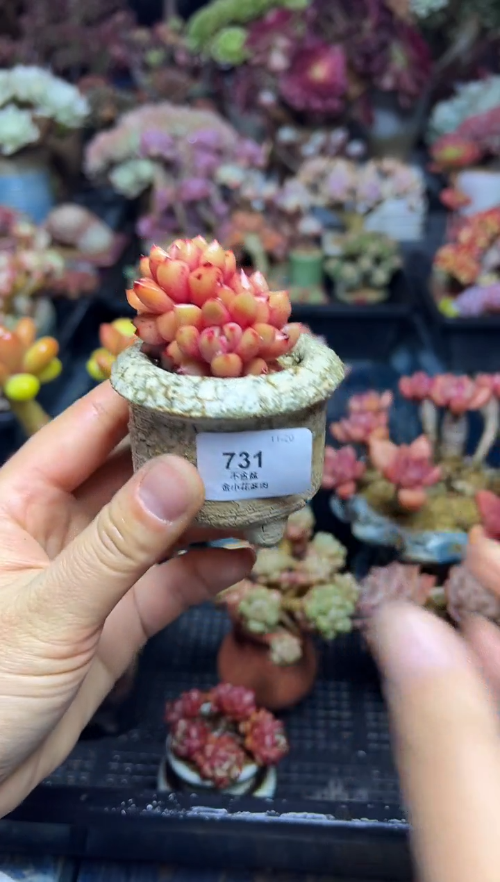 k*g731            不带盆