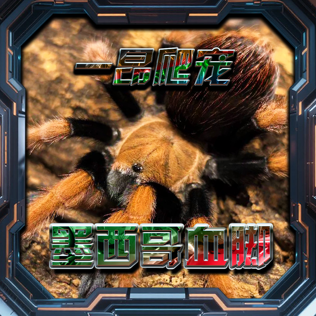 墨西哥血脚温顺宠物蜘蛛新手好养颜色好看