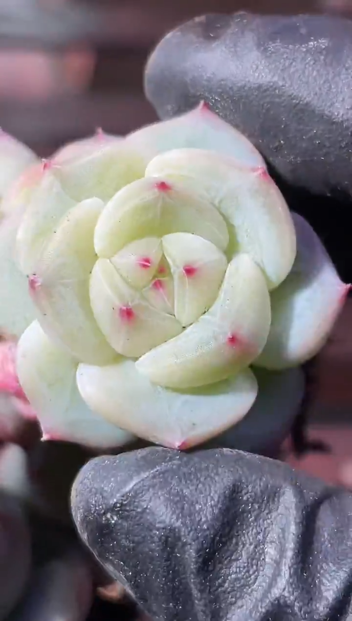 33-28 和田玉双头3-4厘米不包整散量拍发一颗