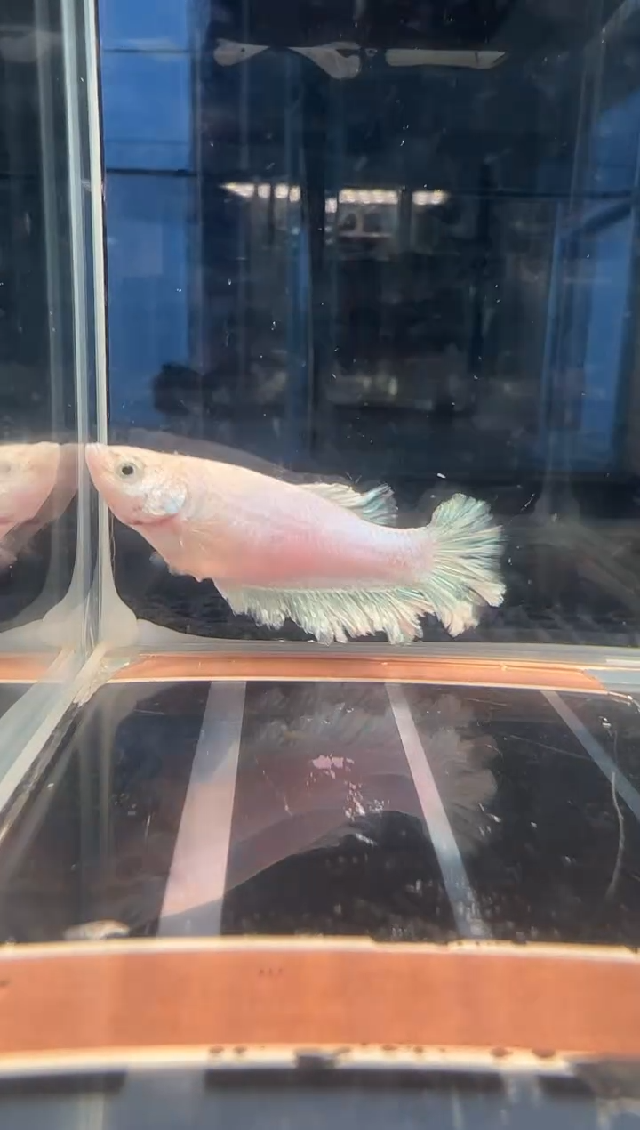 斗鱼斗鱼绣球大耳朵斗鱼母鱼