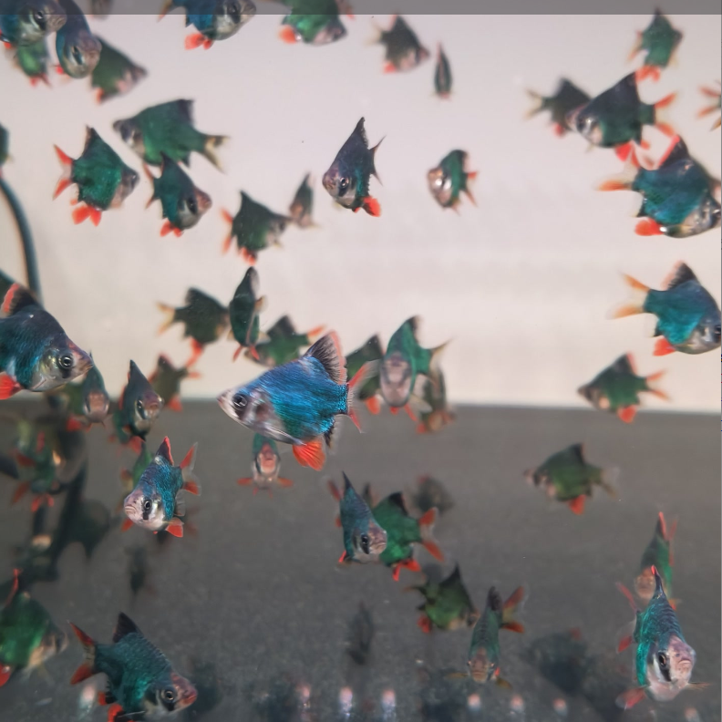 【老吴精选好物】球体变色虎皮鱼（三单发货）