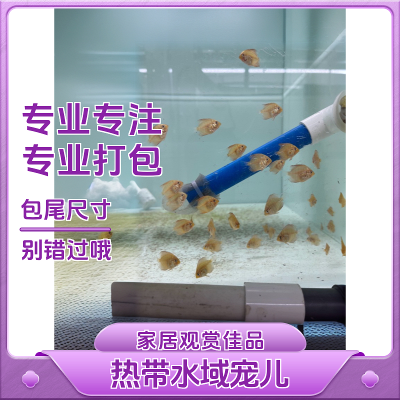 七彩神仙鱼2分分左右鱼苗热带鱼观赏鱼渔场直销天子鸽子金德松