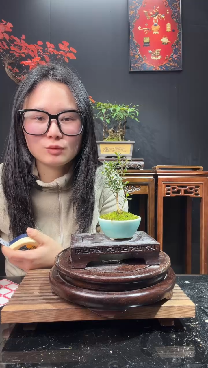 完全开放黄杨000