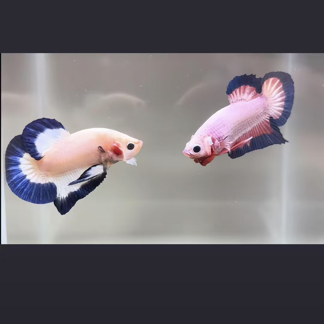 【粉瓷将军】粉色青花瓷鱼苗蝶边超稀有尺寸1-3cm公母随机不包损